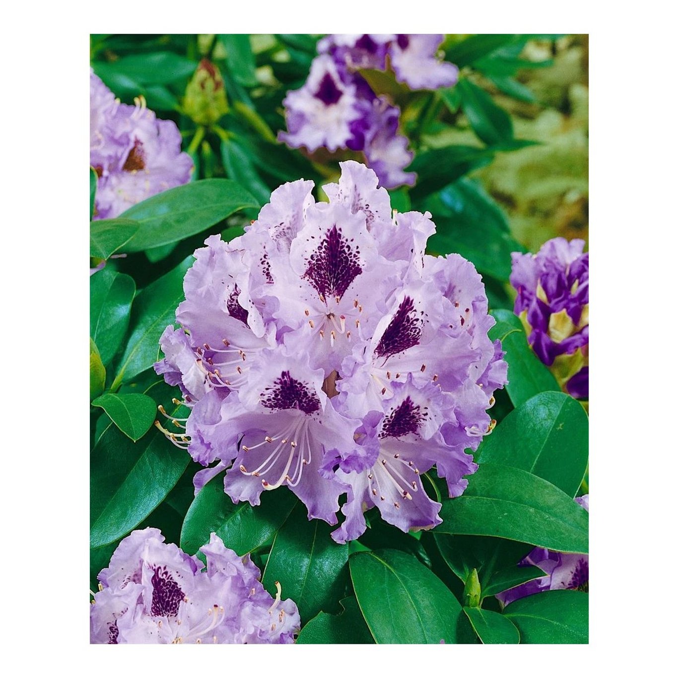 Rhododendron – Rhododendron 'Blue Peter' - C5 30-40 CM